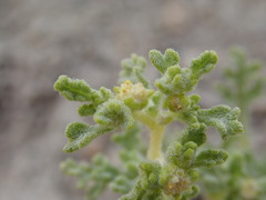 Euphrosyne nevadensis