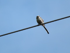 Aegithalos caudatus