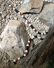 Micruroides euryxanthus