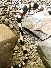 Micruroides euryxanthus