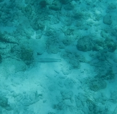 Malacanthus plumieri