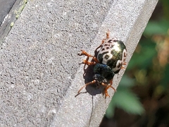 Calligrapha confluens
