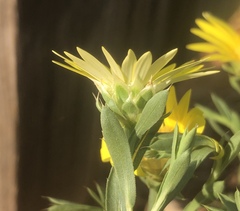 Xanthisma texanum drummondii