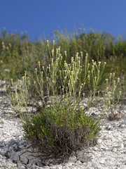 Lepidium meyeri