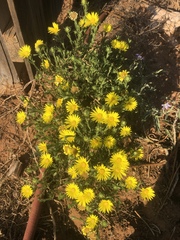 Xanthisma texanum drummondii