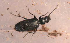Microlestes