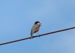 Sittiparus varius