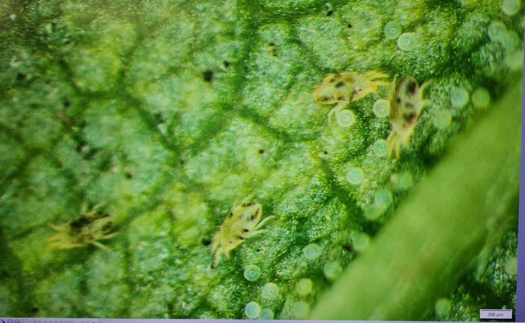 Eotetranychus tiliarium