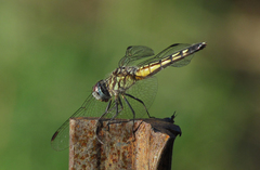 Pachydiplax longipennis