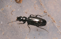 Microlestes