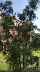 Afrocarpus gracilior