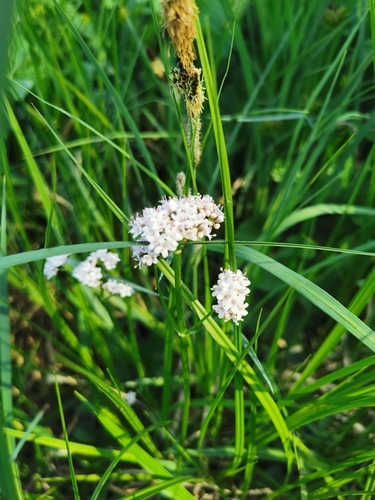 Image of Valeriana dioica by (c) thomas_oswald, some rights reserved (CC BY)