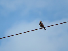 Sittiparus varius