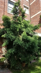 Afrocarpus gracilior