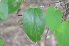 Marmara smilacisella