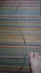 Amphicarpum amphicarpon