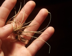 Amphicarpum amphicarpon