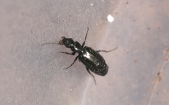Microlestes