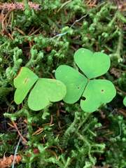 Oxalis montana image