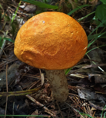 Leccinum vulpinum