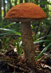 Leccinum vulpinum
