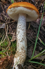 Leccinum vulpinum
