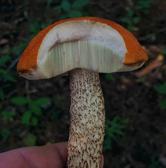 Leccinum vulpinum