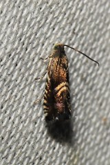 Grapholita interstinctana