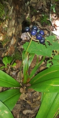 Clintonia