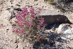 Astragalus casei