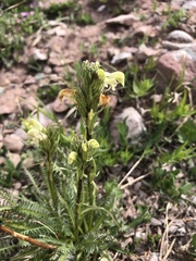 Pedicularis parryi