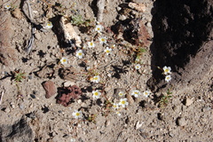 Linanthus inyoensis