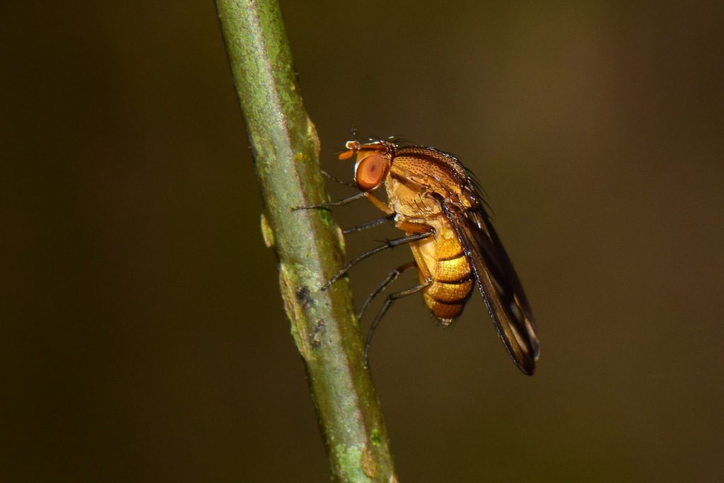 Curtonotum bivittatum