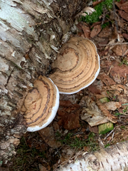 Ganoderma applanatum image