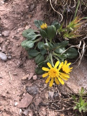 Packera werneriifolia