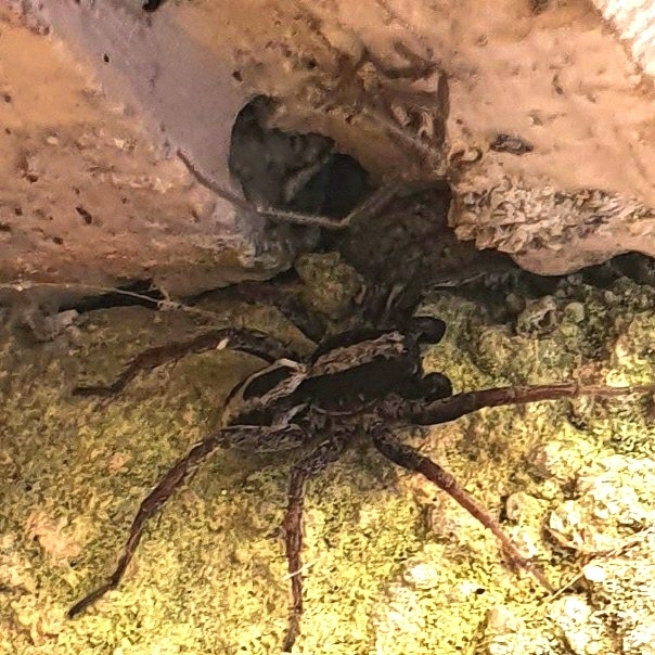 White-banded Fox Spider