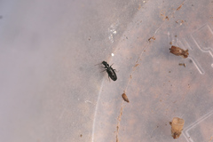 Microlestes