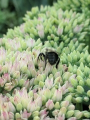 Bombus impatiens