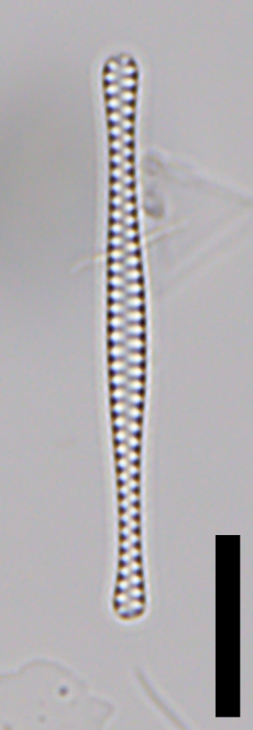 Belonastrum