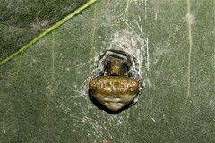 Mastophora phrynosoma