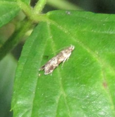 Holophysis emblemella