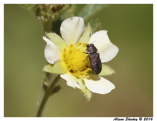 Anthaxia aenescens · iNaturalist