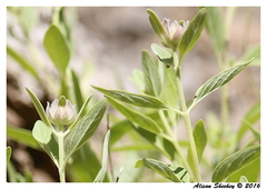 Monardella candicans