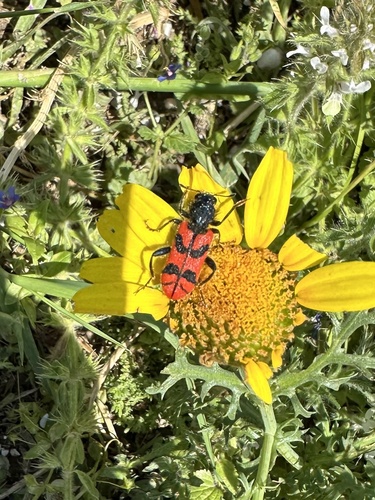 Trichodes umbellatarum