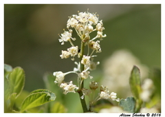 Ceanothus cordulatus
