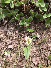 Micranthes rhomboidea