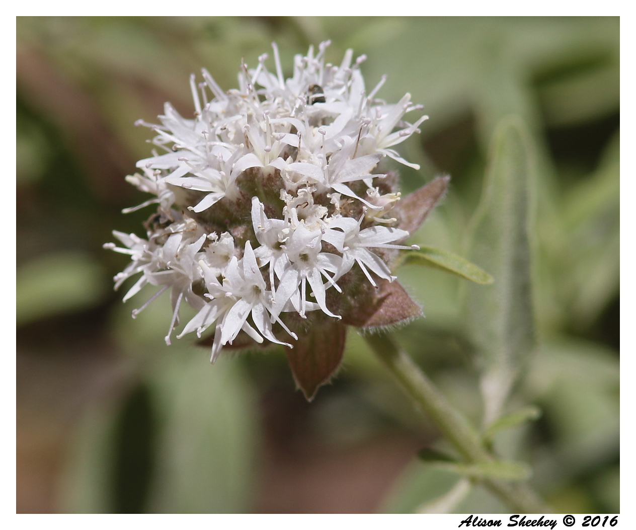 Monardella candicans