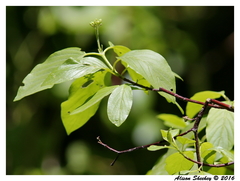 Cornus sericea occidentalis