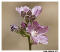 Sidalcea ranunculacea