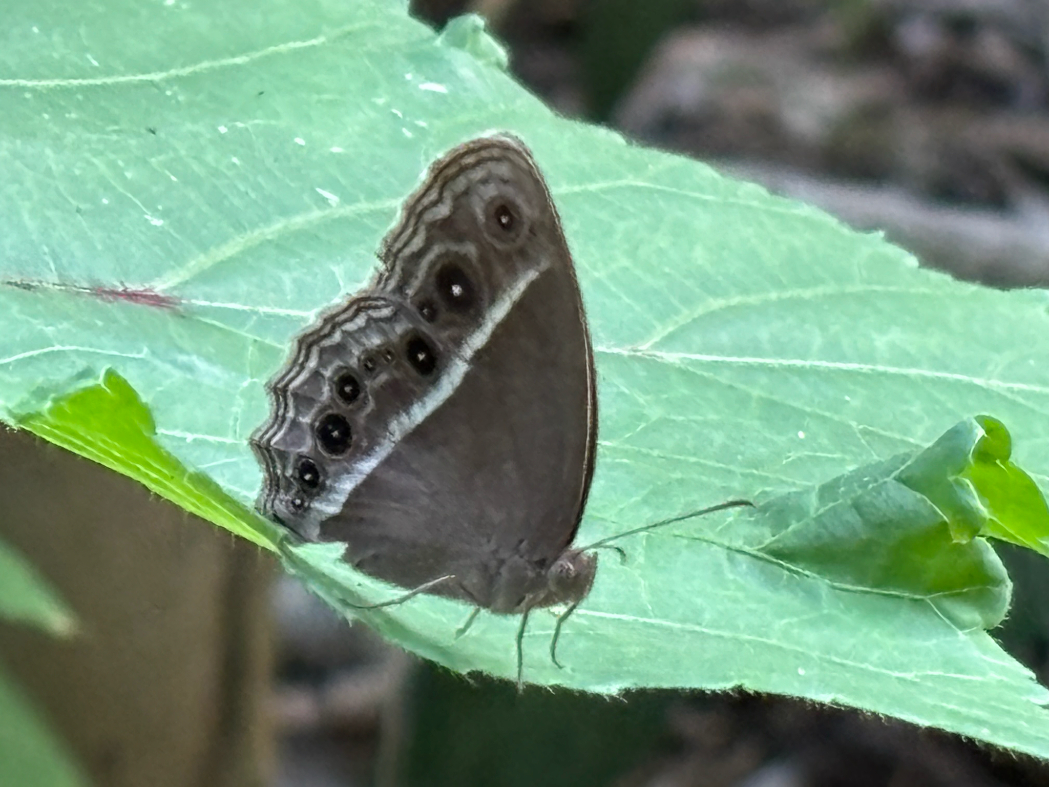 Tamil Bushbrown